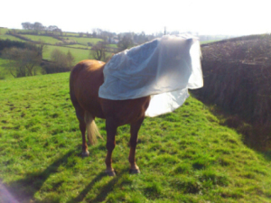 Rosie con una cortina de ducha como sombrero, en libertad, en el prado.